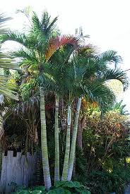 Image result for Dypsis