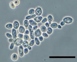 Kids Science Microscope Activity Yeast Microscope Activity Science For Kids Science Projects For Kids