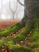 العمر النسبي يؤرخ الصخور