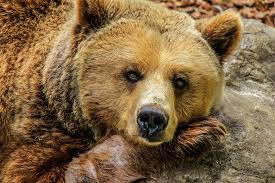 Bears are carnivoran mammals of the family ursidae. Ancient Extinct Cave Bear Dna Found In Modern Bears