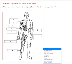 Actions of frontalis muscle on the face: Solved Name The Muscles On The Front Of The Body Match E Chegg Com
