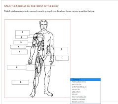 One example of this is the quadriceps, a group of four muscles located on the anterior (front) thigh. Solved Name The Muscles On The Front Of The Body Match E Chegg Com