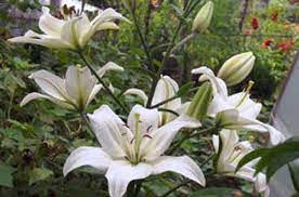 Check spelling or type a new query. Plants Of The Garden The Bible Garden