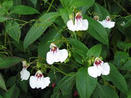 Image result for Impatiens gomphophylla