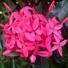 Image result for Ixora nana