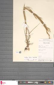 Image result for Anadelphia