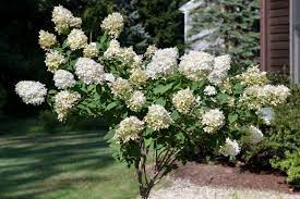Tree hydrangeas grow well in full sun to partial shade, meaning at least four hours of direct sunlight on most. Tree Hydrangea Panicle Hydrangea Plant Care Growing Guide