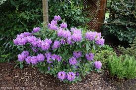 Rhododendron Catawbiense Grandiflorum Kiefer Nursery Trees Shrubs Perennials