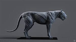 Founded in 2015, magnify media is led by ceo andrea jackson. Lioness Anatomy Shefalitayal