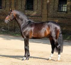 pferde fotografie braunes pferd pferderassen