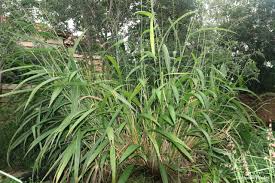 Image result for Setaria petiolata