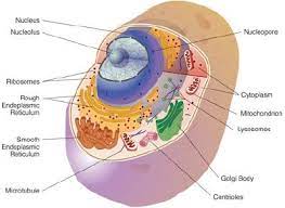 Animal Cells Are Eukaryotic Cells With A Membrane Bound Nucleus Eukaryotic Cell Animal Cell Organelles