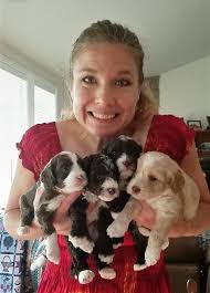 Mountain Valley Australian Labradoodles