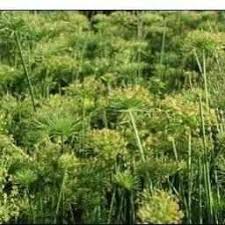 Image result for Cyperus haspan