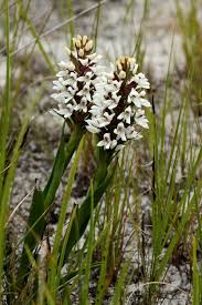 Image result for Disa saxicola