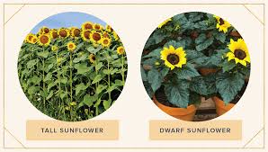 Check spelling or type a new query. 16 Sunflower Facts That Are So Sweet Proflowers Blog
