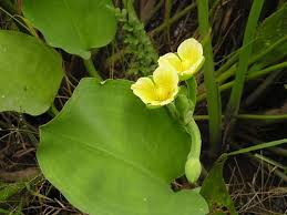 Image result for Limnocharitaceae