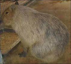 World S Largest Rodent The Largest Rat In The World Large Rodents Rodents Rats