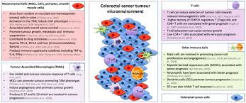 You've probably heard conflicting reports about cancer prevention. Cancers Free Full Text A 3d View Of Colorectal Cancer Models In Predicting Therapeutic Responses And Resistance