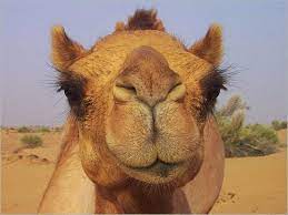Winds blow sand all around, so a camel has long eyelashes. 10 Most Beautiful Pictures Of Long Eyelashes Of Camel Stillunfold