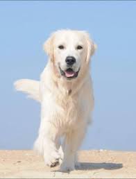 Our english cream golden retriever foundation puppies, ozzie, grace & isis! Home