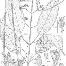 Image result for Ixora kalehensis