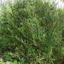Image result for Rinorea angustifolia