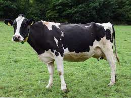 Holstein Cow