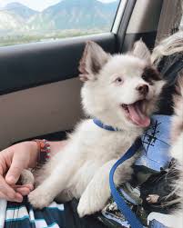 We were not really too sure what to expect from the training. Pomsky Puppy Professional Dog Training Pomsky Puppies Dog Training