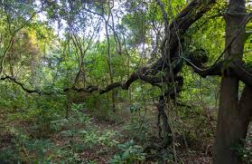 Image result for Mimosa mossambicensis