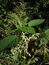 Image result for Laportea alatipes