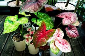 To grow callas outdoors, plant the rhizome 4 inches deep and with tips facing up after the last spring frost. Caladium Growing Indoors In Pots Tropics Home Plant Care Houseplant Caladium House Plant Care