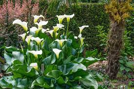 Potted arum, how to care for it. Zantedeschia Aethiopica Calla Lily