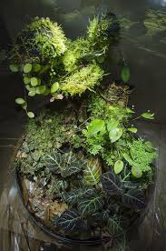 Ecuadorian Cylindrical Vivarium Freshwater Plants Mini Garden Vivarium