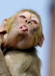 Pin By Norene Mc On Cute Cute Funny Animals Monkeys Funny Funny Animal Pictures