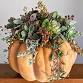 Thanksgiving Floral Centerpiece Workshop event image