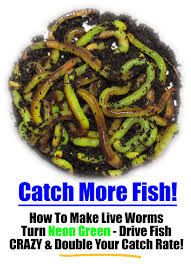 Most people consider nightcrawlers of benefit to their lawns, but sometimes too much apply the insecticide in the evenings for best results, as worms tend to come to the surface of the lawn in the cooler hours of the night. How To Make Live Composting Worms Turn Neon Green To Drive Fish Crazy Improve Your Catch Rate Worm Farming Secrets