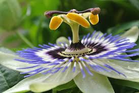 Passionsblume Mini Garten Passion Flower Sylvi Flickr