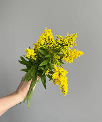 Image result for Solidago
