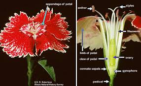 Image result for Caryophyllaceae