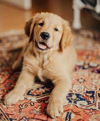 Golden Puppy Indy Golden Puppy Golden Retriever Animal Lover