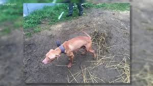Those who got puppies from awesome mayday say that they are loving his pups !! Pierce County Man Suspected Of Running Pit Bull Fighting Ring Sues To Get Dogs Back King5 Com