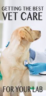 Financial aid for free vet care for dogs. Vet Care For Labradors The Labrador Site