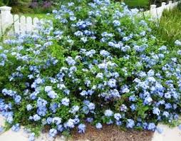 Check spelling or type a new query. Hedges Galore The Pickles House Plants Shade Garden Flowering Bushes
