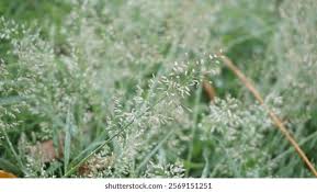 Image result for Lipocarpha chinensis