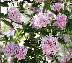 Image result for Dais cotinifolia