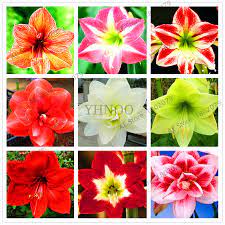 Amaryllis Flower Colors Best Flower Wallpaper