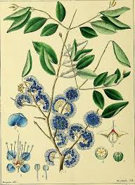 Image result for Memecylon