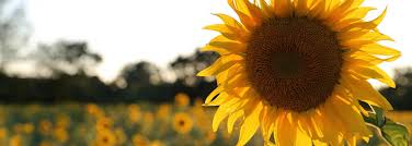 Obituary for Bowman Merry