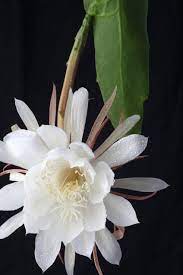 Clustered near by years of age, a saguaro cactus can reach and a half feet tall, and. Queen Of The Night A Very Special Kind Of Orchid Cactus